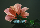 %_tempFileName2002b_118w%