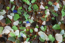 %_tempFileName2007_5_086w%