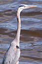 %_tempFileNameGreat%20Blue%20Heron_tight%20crop%