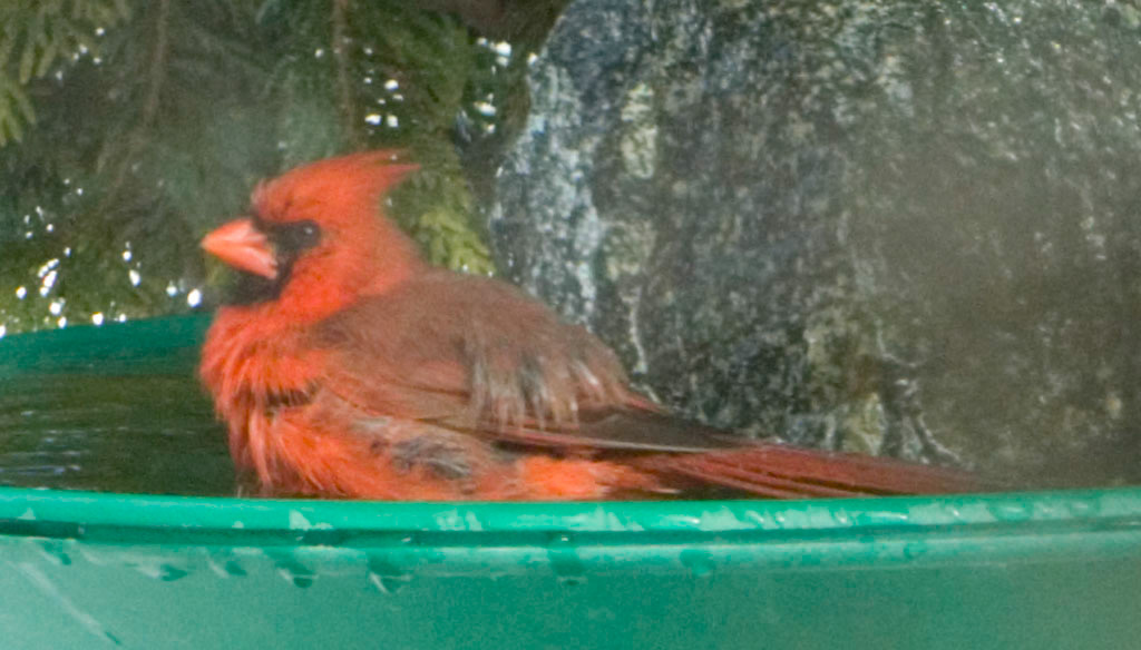 %_tempFileNamecardinal%20in%20birdbath%2011%