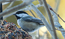 %_tempFileNamechickadee%20A20100220%