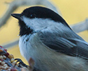 %_tempFileNamechickadee%20B20100220%