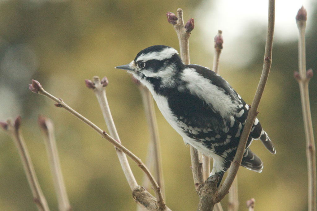 %_tempFileNamedowny%20woodpecker%204%