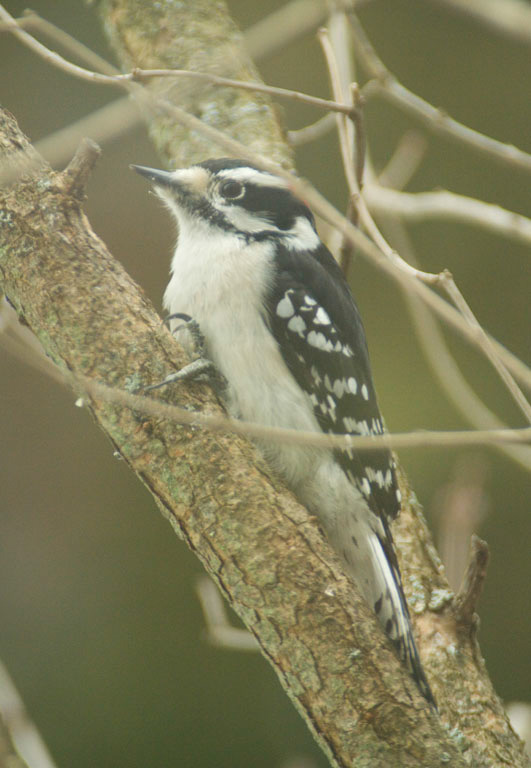 %_tempFileNamedowny%20woodpecker%20B01%