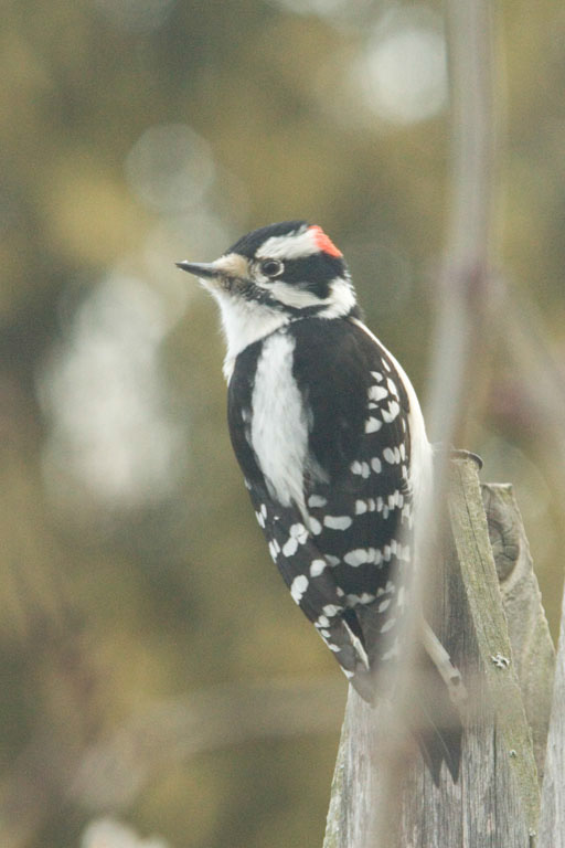 %_tempFileNamedowny%20woodpecker%