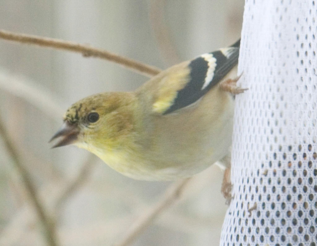 %_tempFileNamegoldfinch%2011%