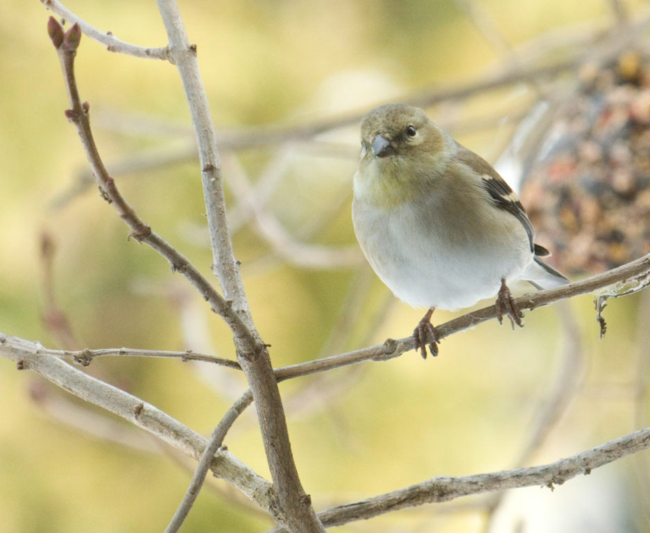 %_tempFileNamegoldfinch%2028%