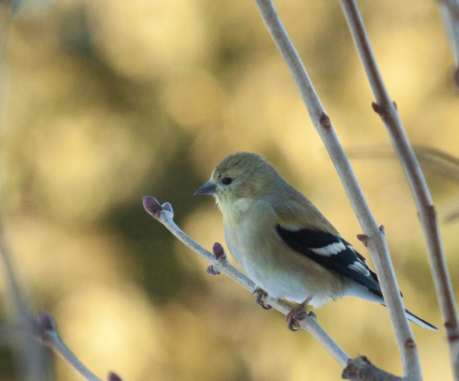 %_tempFileNamegoldfinch%20F20100220%