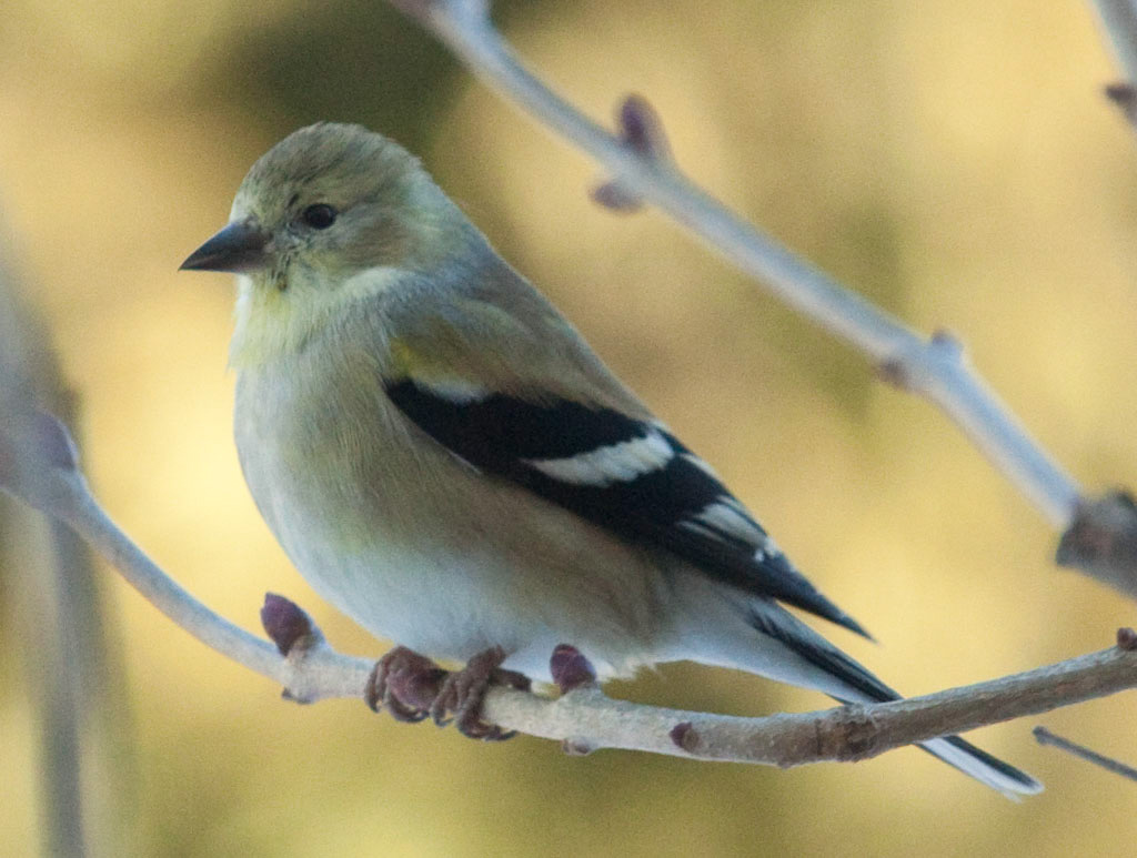 %_tempFileNamegoldfinch%20H20100220%