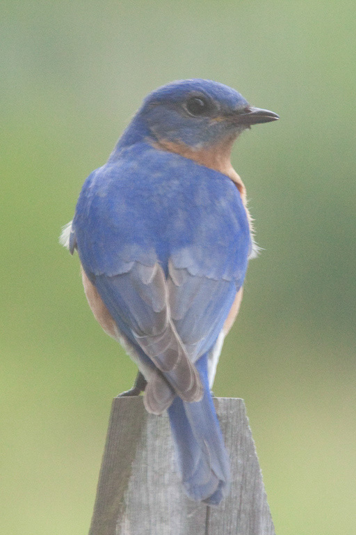 %_tempFileNamebluebird,%202010070803%