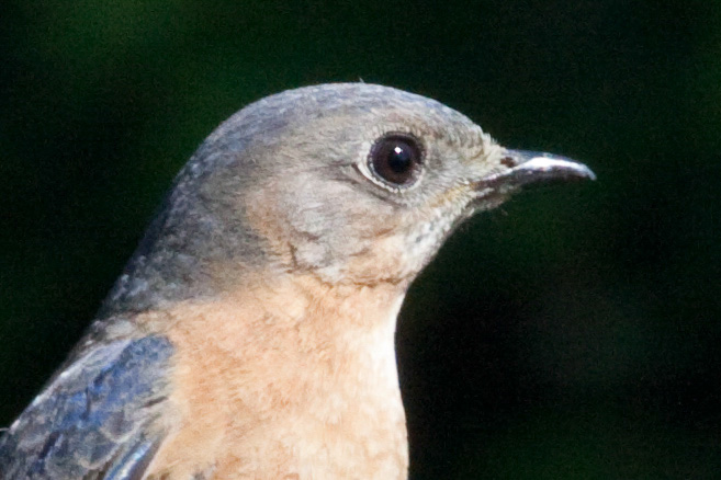 %_tempFileNamebluebird,%202010070804%