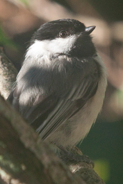 %_tempFileNamechickadee,%202010070816%