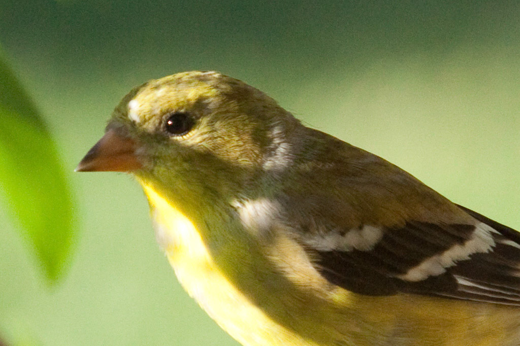 %_tempFileNamegoldfinch,%202010070824%