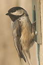 %_tempFileNamechickadee,%202010070720%