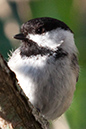 %_tempFileNamechickadee,%202010070817%
