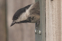 %_tempFileNamechickadee,%202010070819%