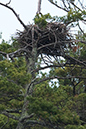 %_tempFileNameeagles's%20nest--HD%