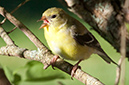 %_tempFileNamegoldfinch,%202010070822%