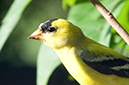 %_tempFileNamegoldfinch,%202010070823%