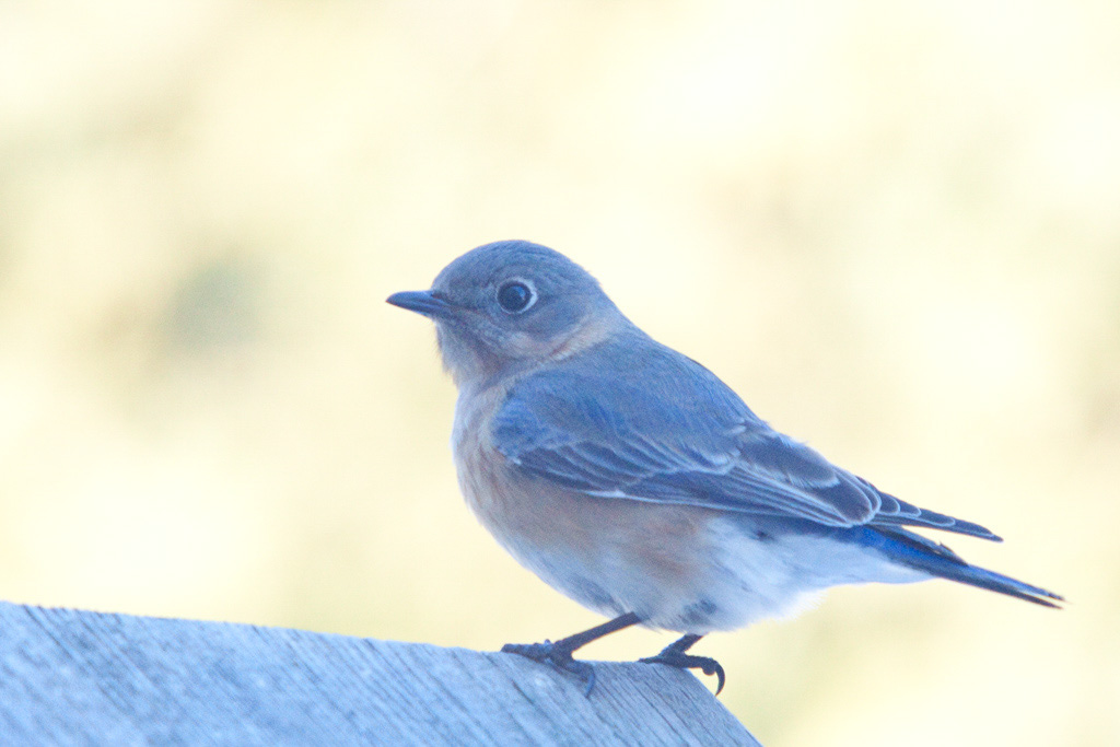%_tempFileName20110223_4738_HR%