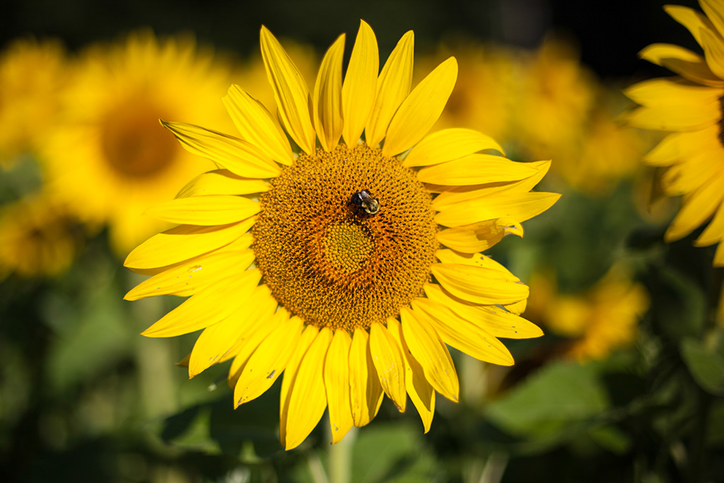 %_tempFileName20150815_7537w%