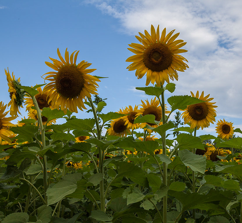 %_tempFileName20150815_7607w%