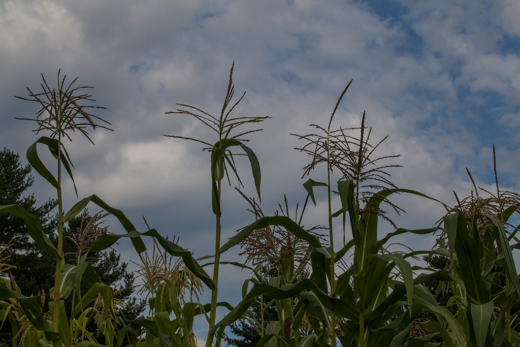 %_tempFileName20150815_7619w%