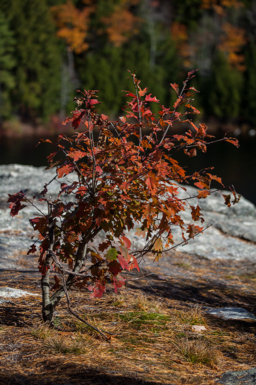 %_tempFileName20151030_8454w%