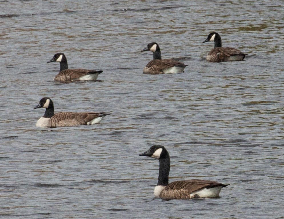 %_tempFileName20160318_0166w%