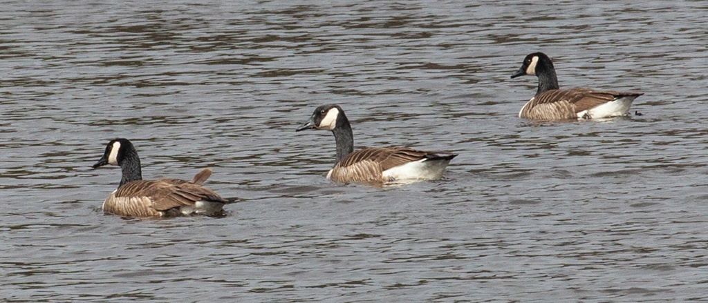 %_tempFileName20160318_0171w%