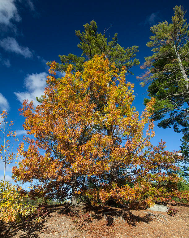 %_tempFileName20161025_3757w%