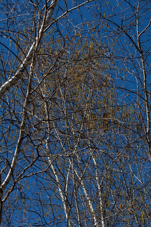 %_tempFileName20160424_0276w%