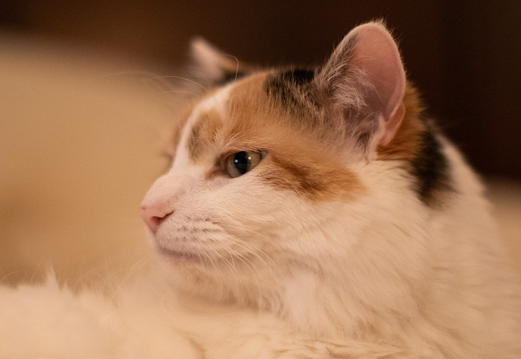 %_tempFileName20200215_0060w%