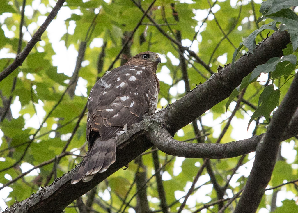 %_tempFileName20200815_019%