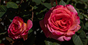 %_tempFileName20241018_5411w%