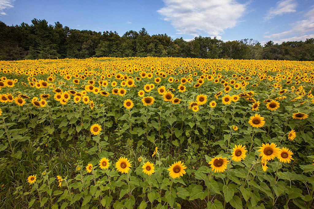 %_tempFileName20150815_7600w%