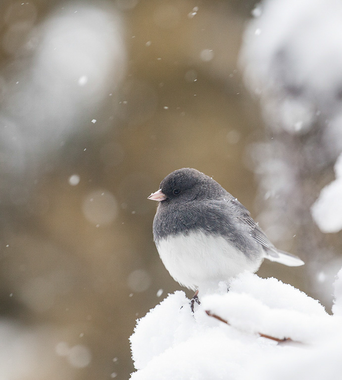 %_tempFileName20170118_4497w%